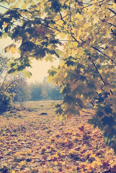 Ahornbäume und Ahorn Blätter Landschaft mit Instagram Stil filt — Stockfoto