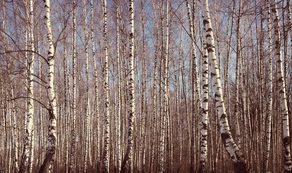 Boschetto di betulle all'inizio della primavera con filtro stile Instagram — Foto Stock