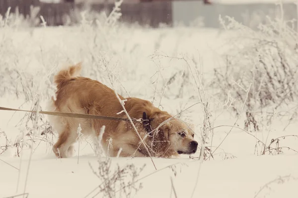 Cão de Retriever dourado em show com filtro de estilo Instagram — Fotografia de Stock