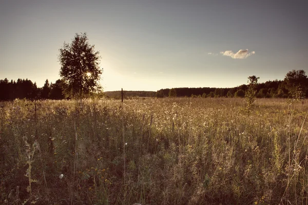 Puesta de sol sobre la pradera con filtro de estilo Instagram — Foto de Stock