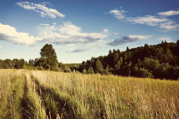 Weide en bos onder zonlicht met Instagram stijl filter — Stockfoto