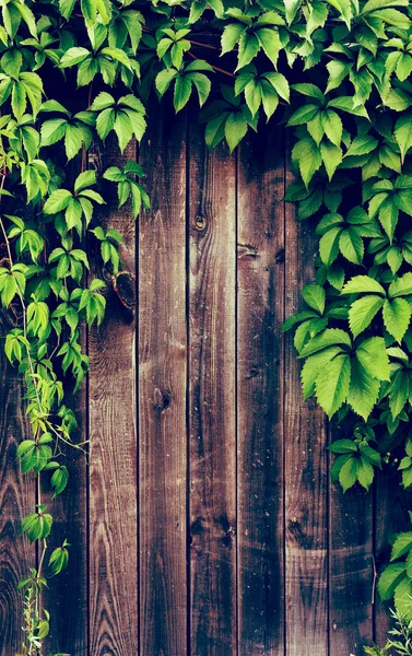 Ivy frame on wooden fance with Instagram style filter — Stock Photo, Image