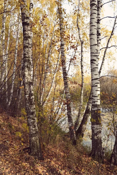 Berk grove op de oever van het meer van bos meer met Instagram stijl — Stockfoto