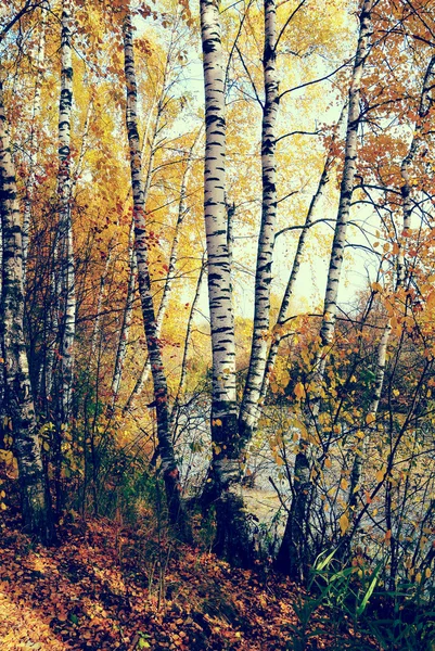 Bosque de abedules en la orilla del lago del bosque con estilo Instagram — Foto de Stock