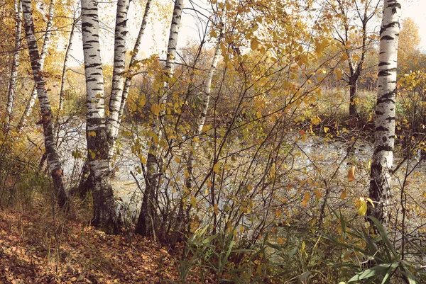 Boschetto di betulle sul lungolago del lago della foresta con stile Instagram — Foto Stock