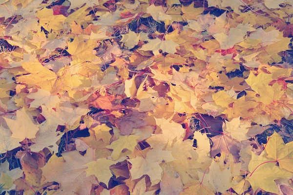 Las hojas de arce amarillo seco en el suelo con filtro de estilo Instagram — Foto de Stock