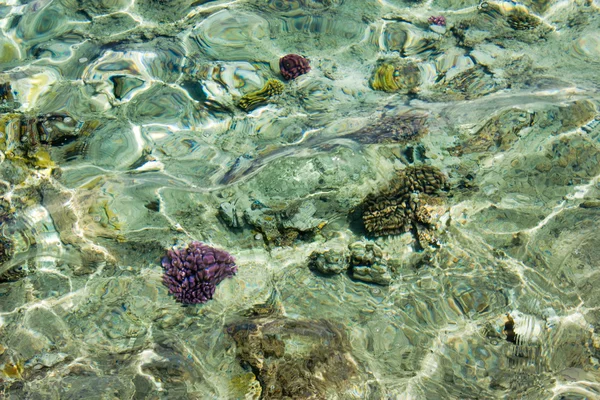 Sea shallow with corals below water surface — Stock Photo, Image