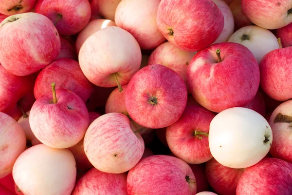 Många mogna röda äpplen naturliga bakgrund — Stockfoto