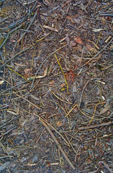 老折断的树枝和树叶 — 图库照片