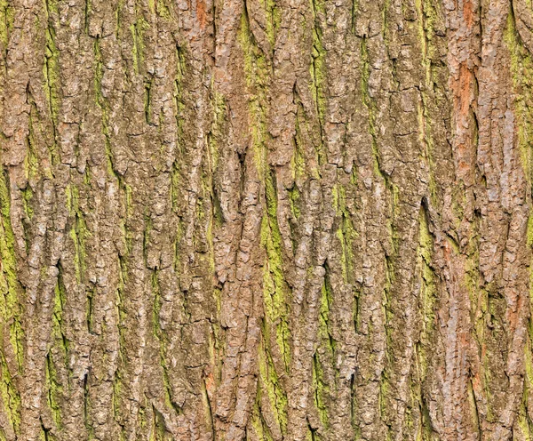 Fondo sin costura de corteza — Foto de Stock