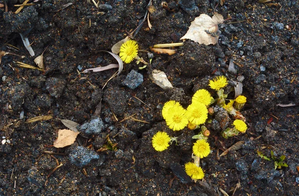 Amarelo Coltsfoot flores — Fotografia de Stock
