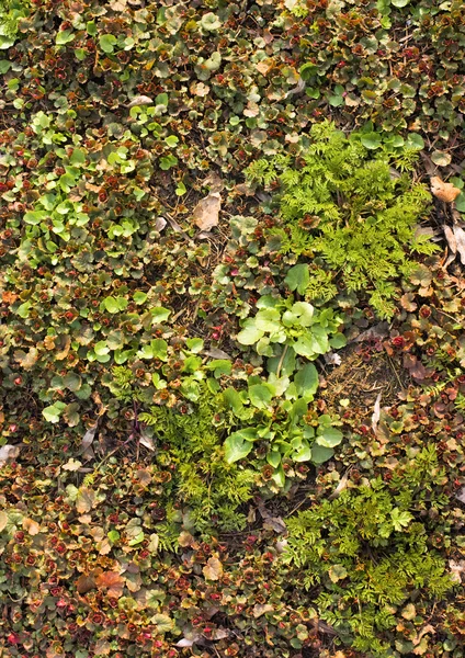 绿色的植物背景 — 图库照片