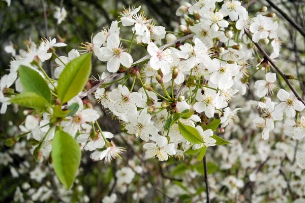 Cherry flowers on tree branches — Stock Photo, Image