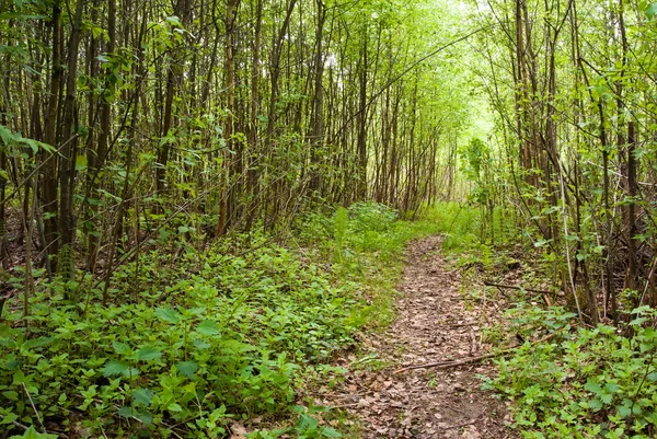 Fußweg im Wald — Stockfoto