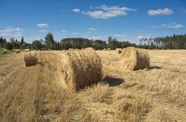 Field with haystacks and green trees — Stock Photo, Image