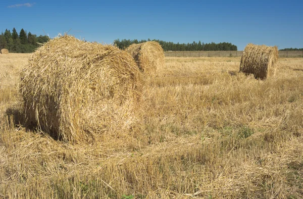 A mező a Szénaboglyák és a zöld fák — Stock Fotó