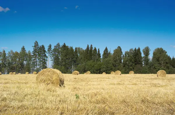 Campo con pagliai e alberi verdi — Foto Stock