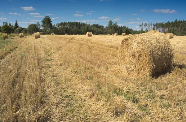 A mező a Szénaboglyák és a zöld fák — Stock Fotó