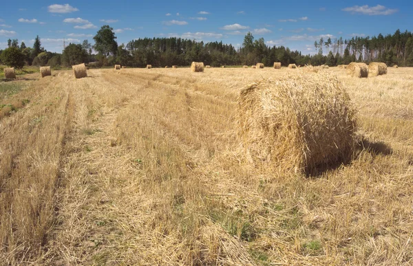 Field with haystacks and green trees — Stock Photo, Image