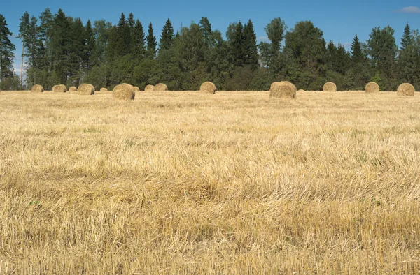 Veld met hooibergen en groene bomen — Stockfoto