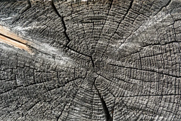 Gray řezali dřevo protokolu konce přirozeného pozadí — Stock fotografie