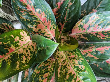 Close up of chinese evergreens flower or aglaonema, top view clipart