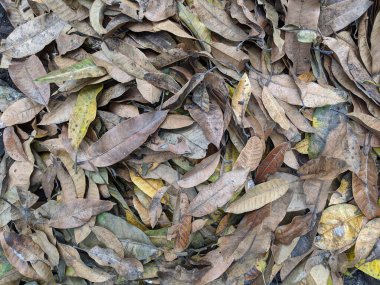 Kuru mango yaprakları arka plan, sonbahar yaprakları