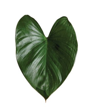 Beyaz arka planda yalıtılmış Homalomena Rubescens yaprağı, kalp şeklinde bitki, araceae ailesinin bitkileri