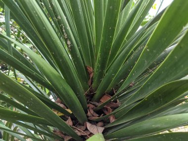 Yucca iğnesi palmiye ağacı, yakın görüş
