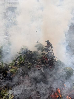 Yanan ağaç, yanan orman.