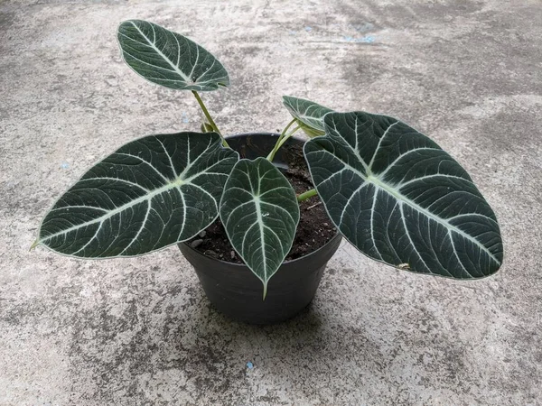 Alocasia reginula siyah kadife çiçekler, güzel tropikal bitkiler