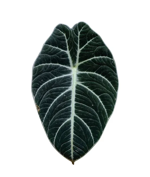 アロカシアレギヌラ黒ベルベットの植物 白い背景に隔離された宝石アロカシアの葉 — ストック写真