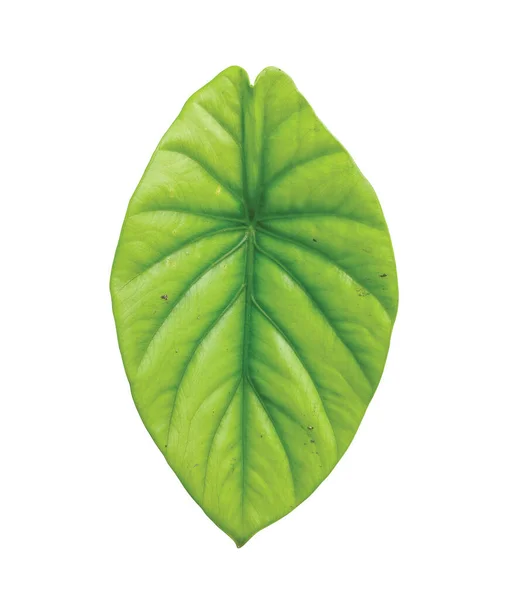 Keladi Tengkorak Hijau Alocasia Cuprea Jong Blad Geïsoleerd Witte Achtergrond — Stockfoto