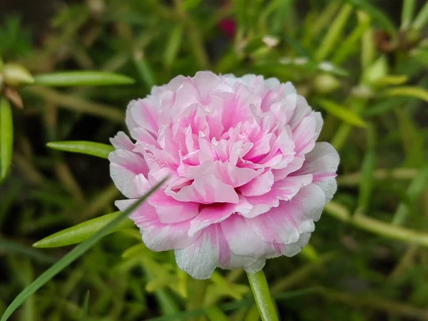 ピンクのポルトラカの花のマクロショット — ストック写真