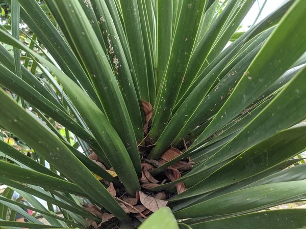 Palmy Igłowe Zielone Liście Palmy Widok Bliska — Zdjęcie stockowe