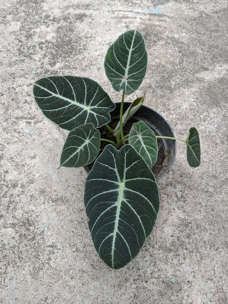 Alokasya siyah kadife yaprakları, fil kulaklı alocasia reginula siyah bitkisi.