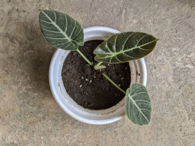A small alocasia reginula black velvet plant in a pot clipart