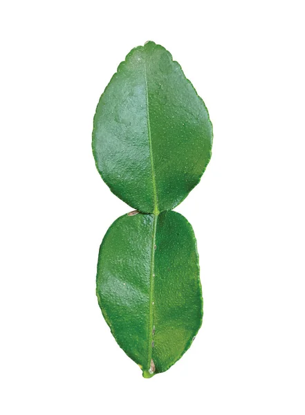 カフィールライムの葉 白地に孤立した緑の葉 — ストック写真