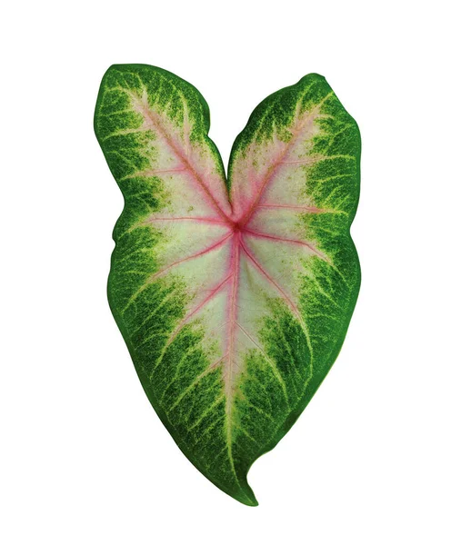 Keladi Pink Pelangi Bicolor Pink Caladium Leaf Isolated White Background — Stock Photo, Image