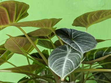 Alocasia reginula siyah kadife çiçeklerine yakın, tropikal Asya bitkileri