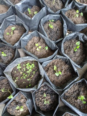 Poşette tohumlar, ekime hazır, toprak dolu çoklu torbalar.