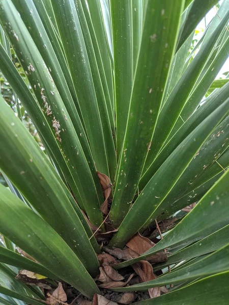 绿针棕榈植物的密闭 — 图库照片