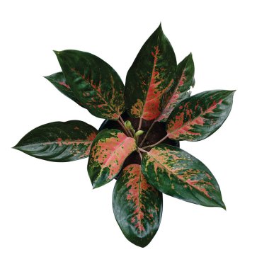 Aglonema kochin yaprakları, sri rejeki veya her zaman yeşil olan Çin bitkisi, beyaz arka planda izole edilmiş.