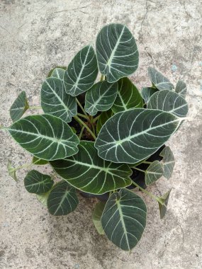 Alocasia siyah kadife bitkisi, tropik çiçekler, en iyi görüntü.
