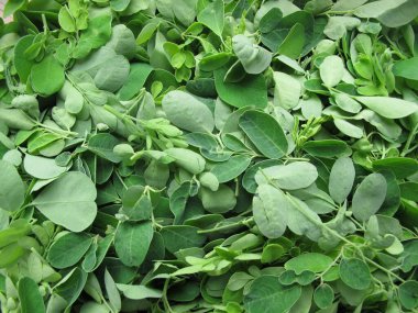 Daun kelor ya da merunggai yaprakları, moringa oleifera yaprağı dokusu arka planı