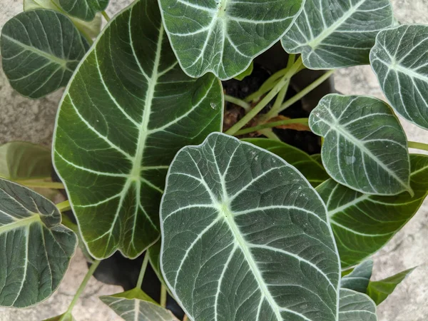 Feuilles Alocasia Gros Plan Sur Les Plantes Velours Noir Alocasia — Photo