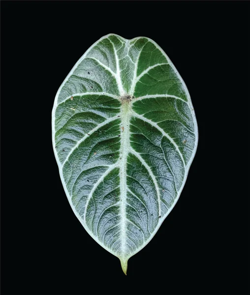 Alocasia Zwart Fluweel Blad Alocasia Reginula Plant Geïsoleerd Zwarte Achtergrond — Stockfoto