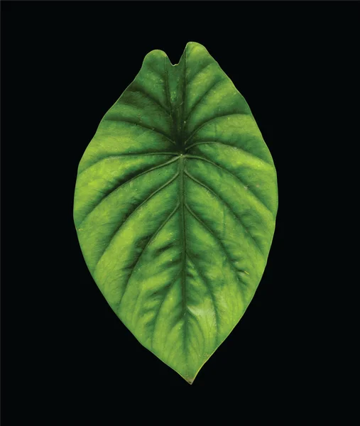 Keladi Tengkorak Hijau Alocasia Green Shield Leaf Isolated Black Background — Stock Photo, Image