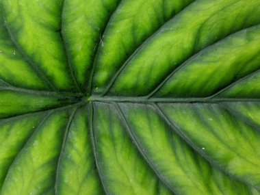 Keladi tengkorak hijau veya alocasia yeşil kalkan yaprağı, görüntüyü kapat