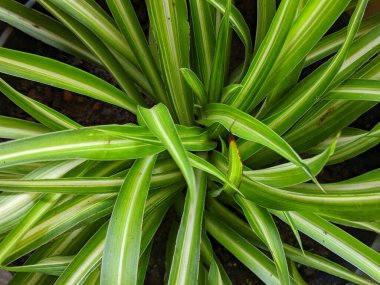 Örümcek yaprakları, üst görüntü, soyut yeşil beyaz yaprak dokusu.